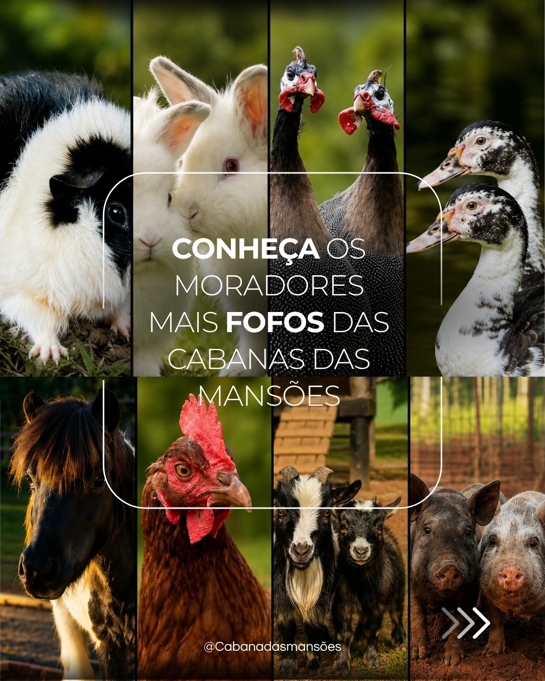 Os moradores mais fofos da fazendinha