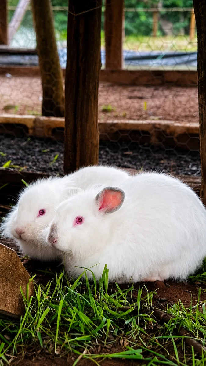 Coelhos brancos no viveiro da fazendinha